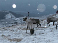 Reindeer Herd Roaming across Cairngorms